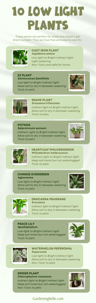 10 Low Light Indoor Plants