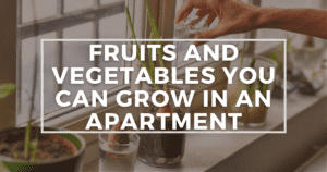 Read more about the article Fruits And Vegetables You Can Grow Indoors