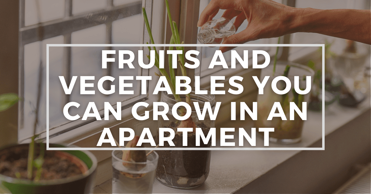 You are currently viewing Fruits And Vegetables You Can Grow Indoors