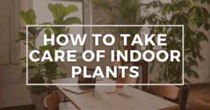 Read more about the article How To Take Care of Houseplants