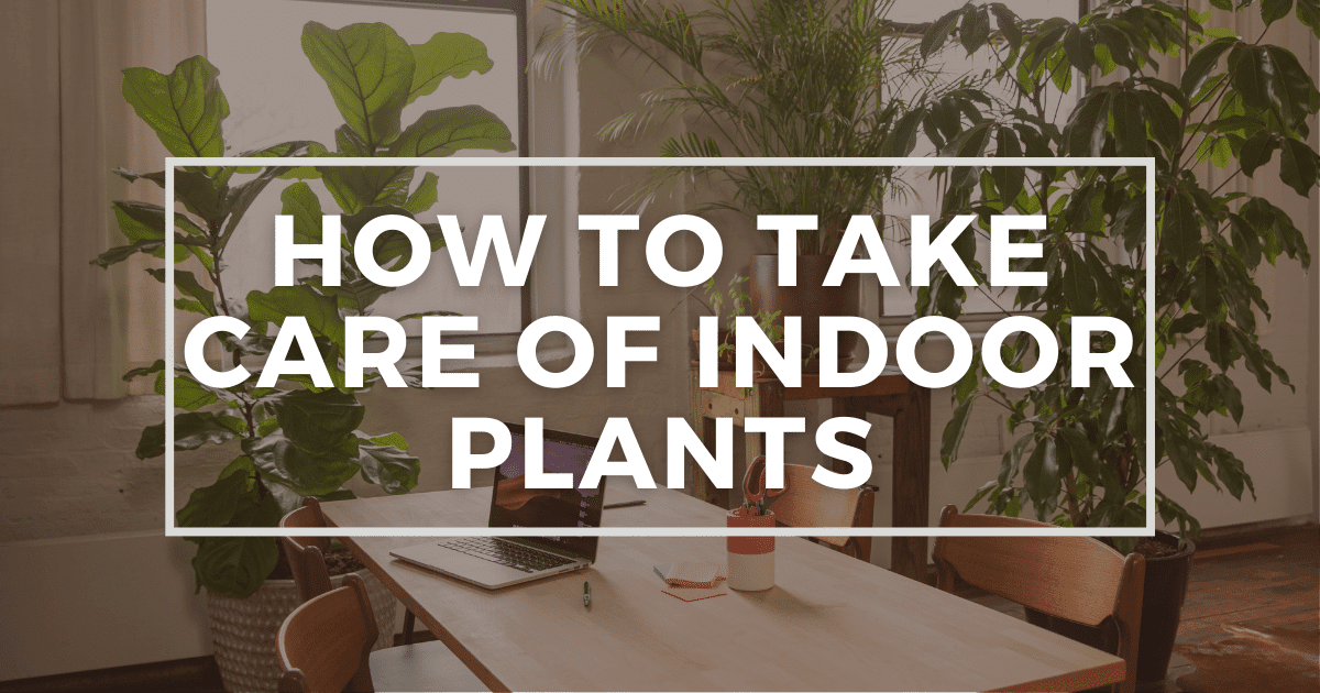 You are currently viewing How To Take Care of Houseplants