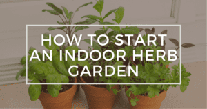 Read more about the article How To Start an Indoor Herb Garden