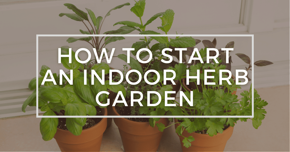 Read more about the article How To Start an Indoor Herb Garden