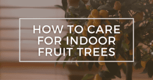 Read more about the article How to Care for Indoor Fruit Trees