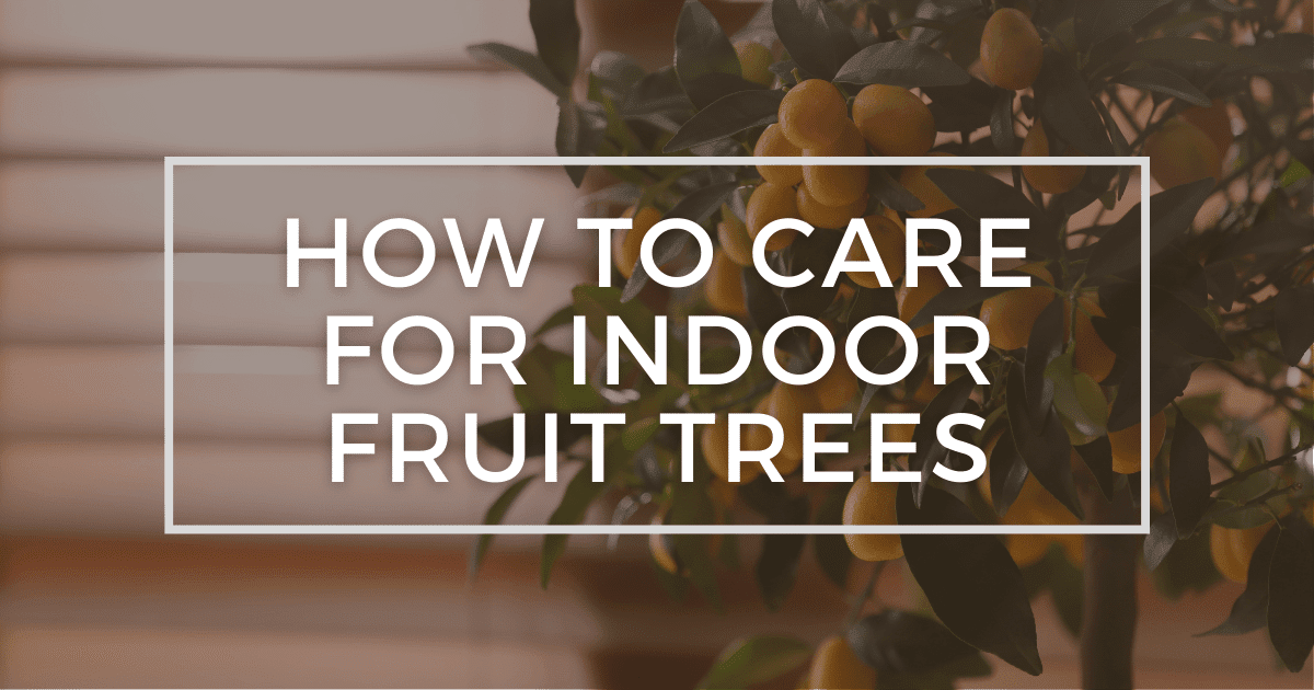 You are currently viewing How to Care for Indoor Fruit Trees