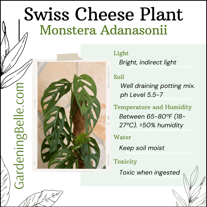 Swiss Cheese Plant Care