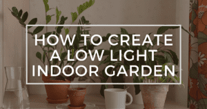 Read more about the article How to Create a Low Light Indoor Garden