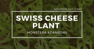 Read more about the article Swiss Cheese Plant Care