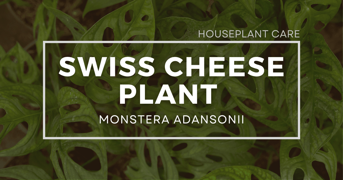 You are currently viewing Swiss Cheese Plant Care